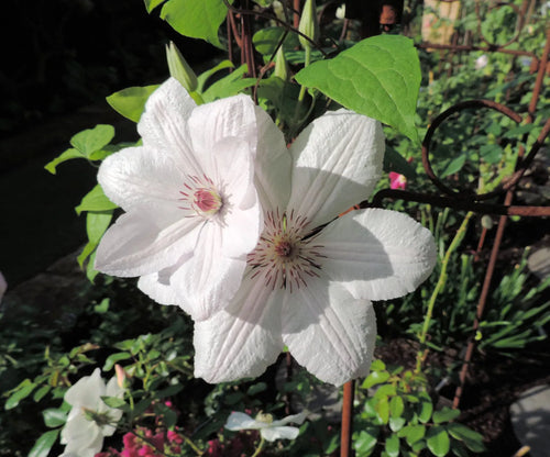 Johannes Paavali II – Suurikukkainen köynnöskärhö  – elävä kasvi